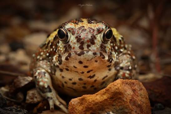 Frogs of Murchison Falls National Park