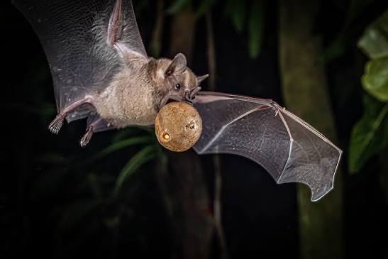 Fruit Bats of Murchison Falls National Park