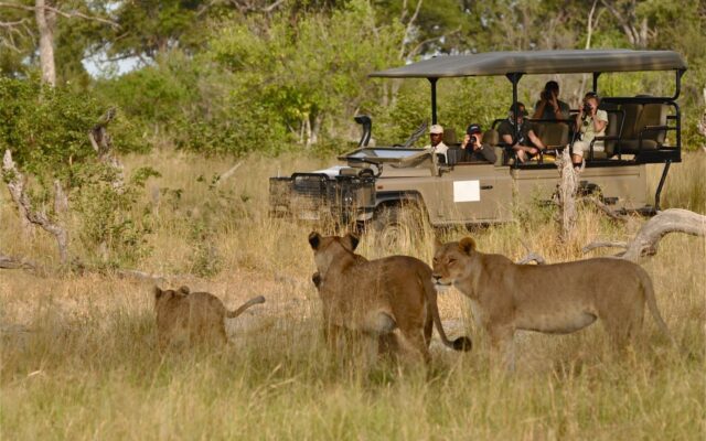 Best Time for Game Drives in Murchison Falls National Park