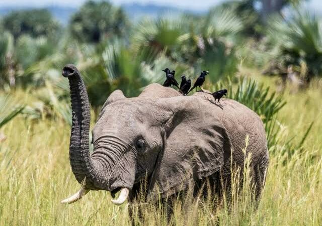 game drive