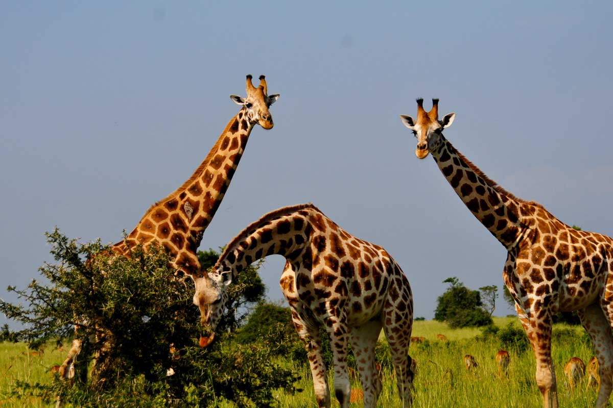 Best Game Viewing Circuits in Murchison Falls National Park