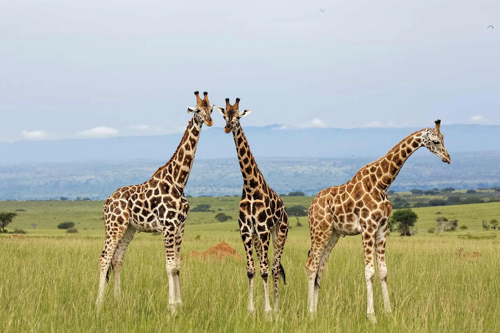 giraffe-Uganda-