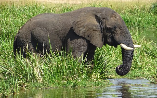 Golden Monkey Tracking in Uganda — Uganda safari guide