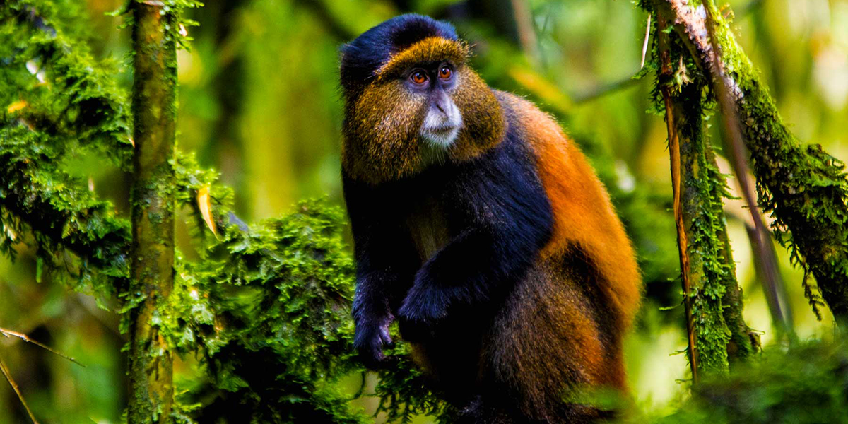 golden-monkey-trekking-at-mgahinga-national-park