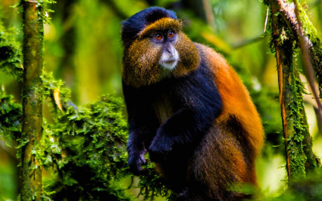 golden-monkey-trekking-at-mgahinga-national-park
