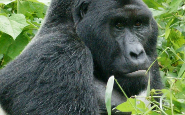 Gorilla Tracking in Uganda