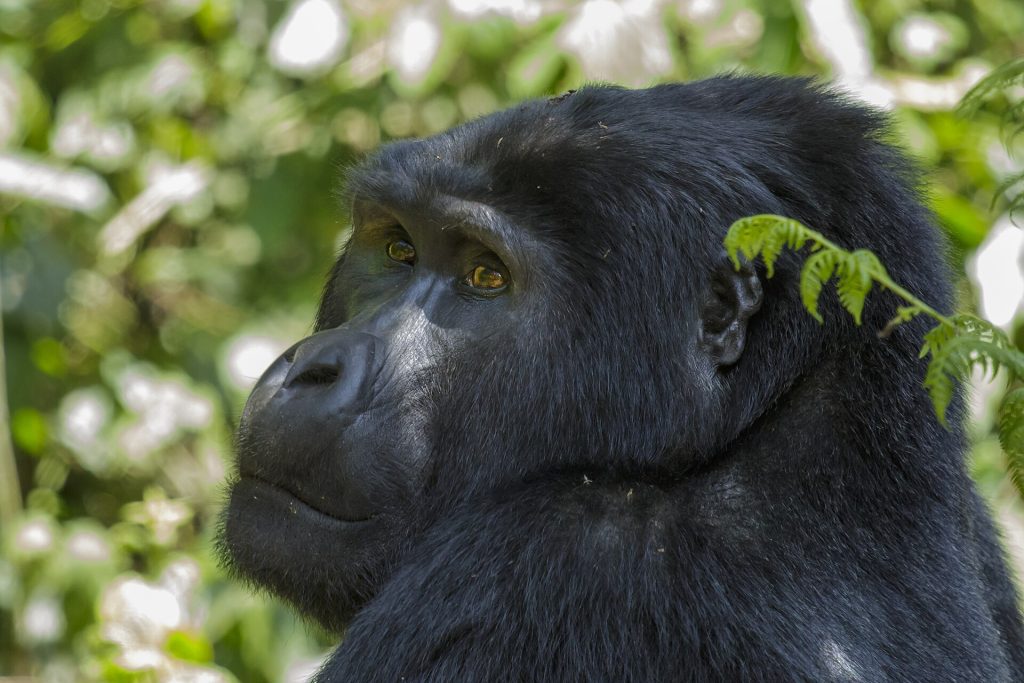 Gorilla Trekking + Chimpanzee Safari Guide — Uganda safari guide