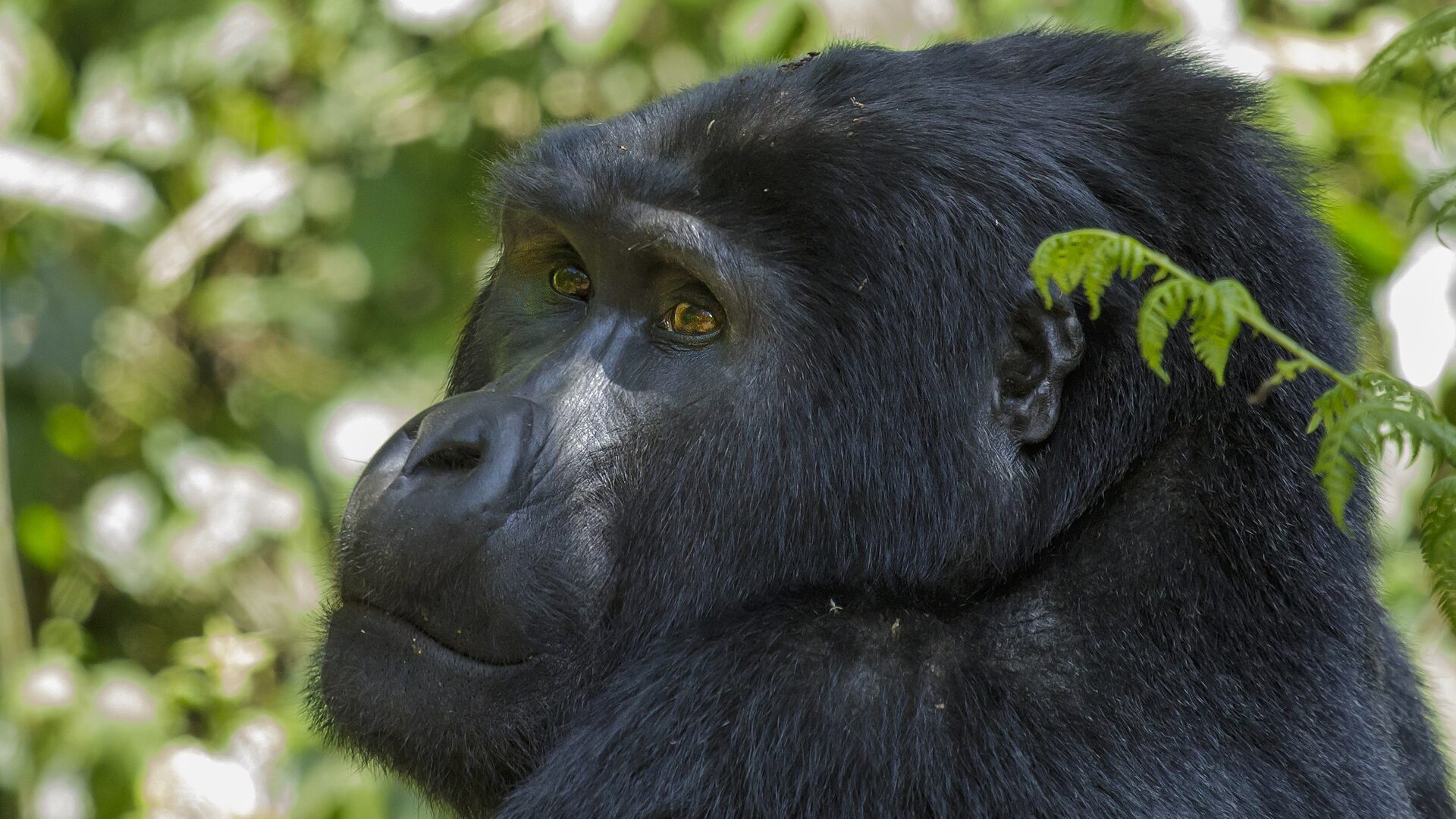 Gorilla Trekking + Chimpanzee Safari Guide — Uganda safari guide