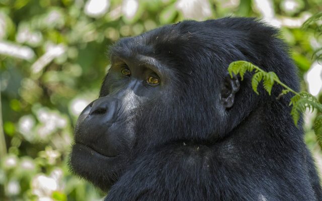 Gorilla Trekking + Chimpanzee Safari Guide — Uganda safari guide