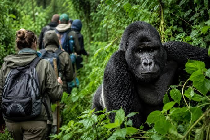 gorilla trekking in uganda