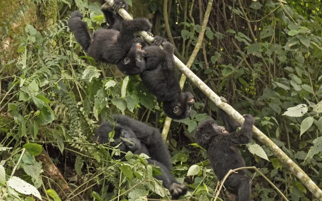 Gorilla Trekking in Uganda