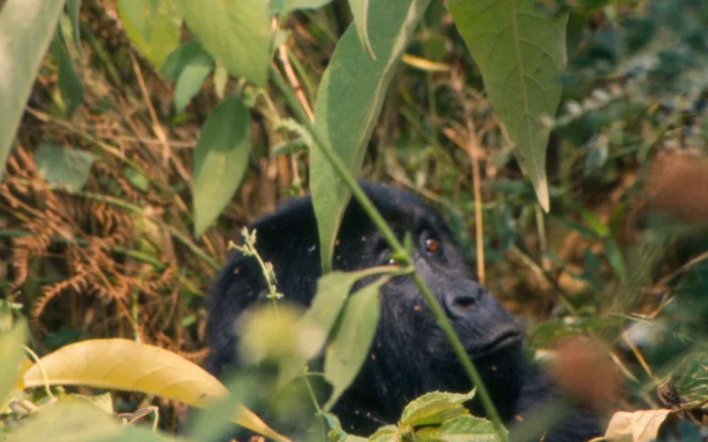 Gorilla Trekking Uganda vs Rwanda — Uganda safari guide