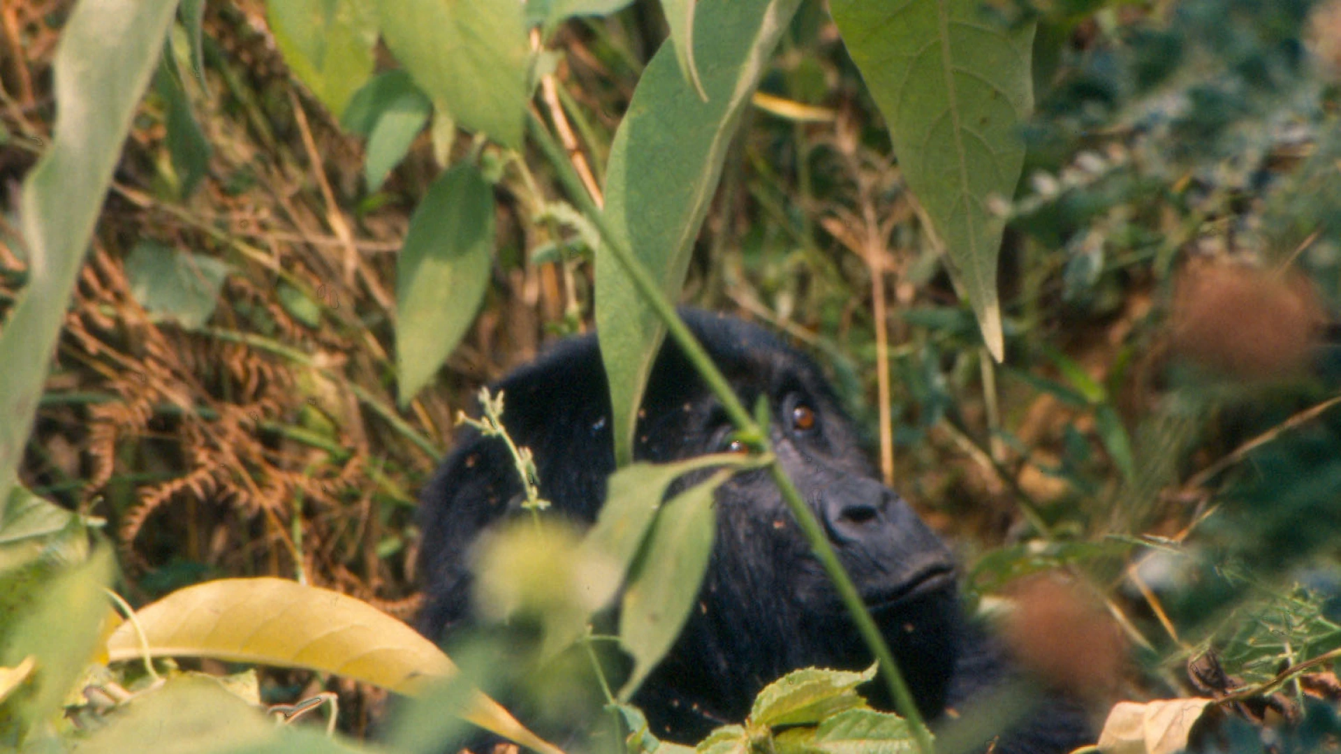 Gorilla Trekking Uganda vs Rwanda — Uganda safari guide