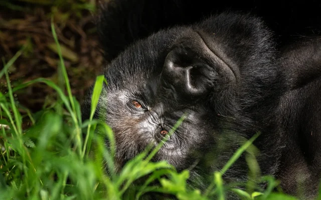 gorilla trekkings