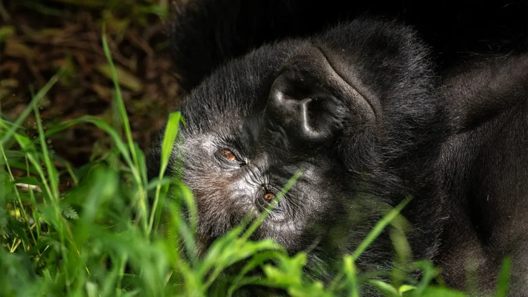 Gorilla Trekking + Wildlife Safari Itinerary Ideas