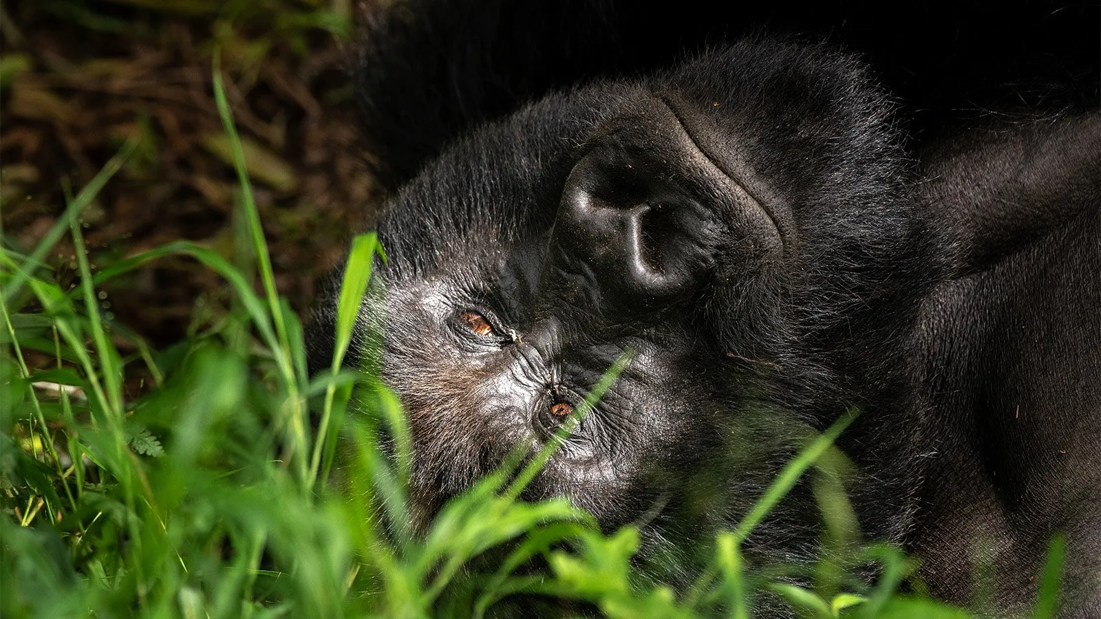 gorilla trekkings