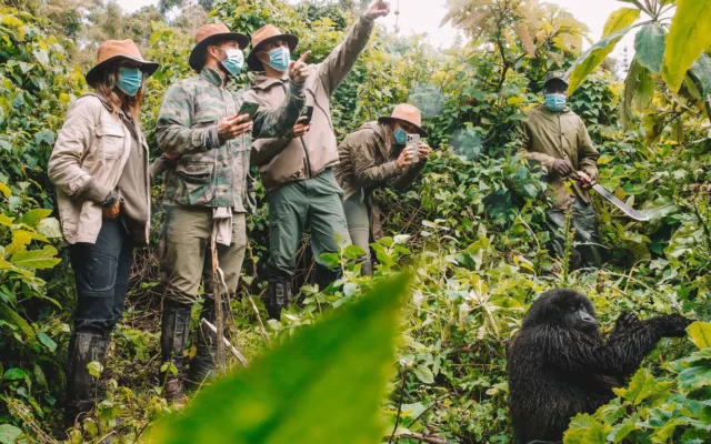 gorilla trekkkkin