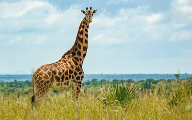 Grasslands of Murchison Falls National Park