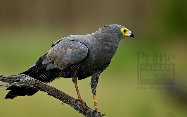 Hawks of Murchison Falls National Park