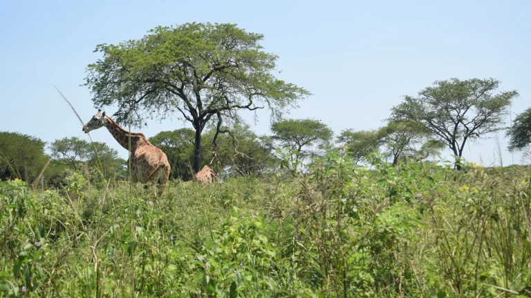 Heritage Safari Lodge