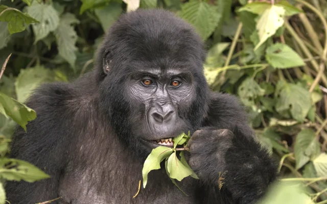 How Much Does Gorilla Trekking in Uganda Cost? — Uganda safari guide