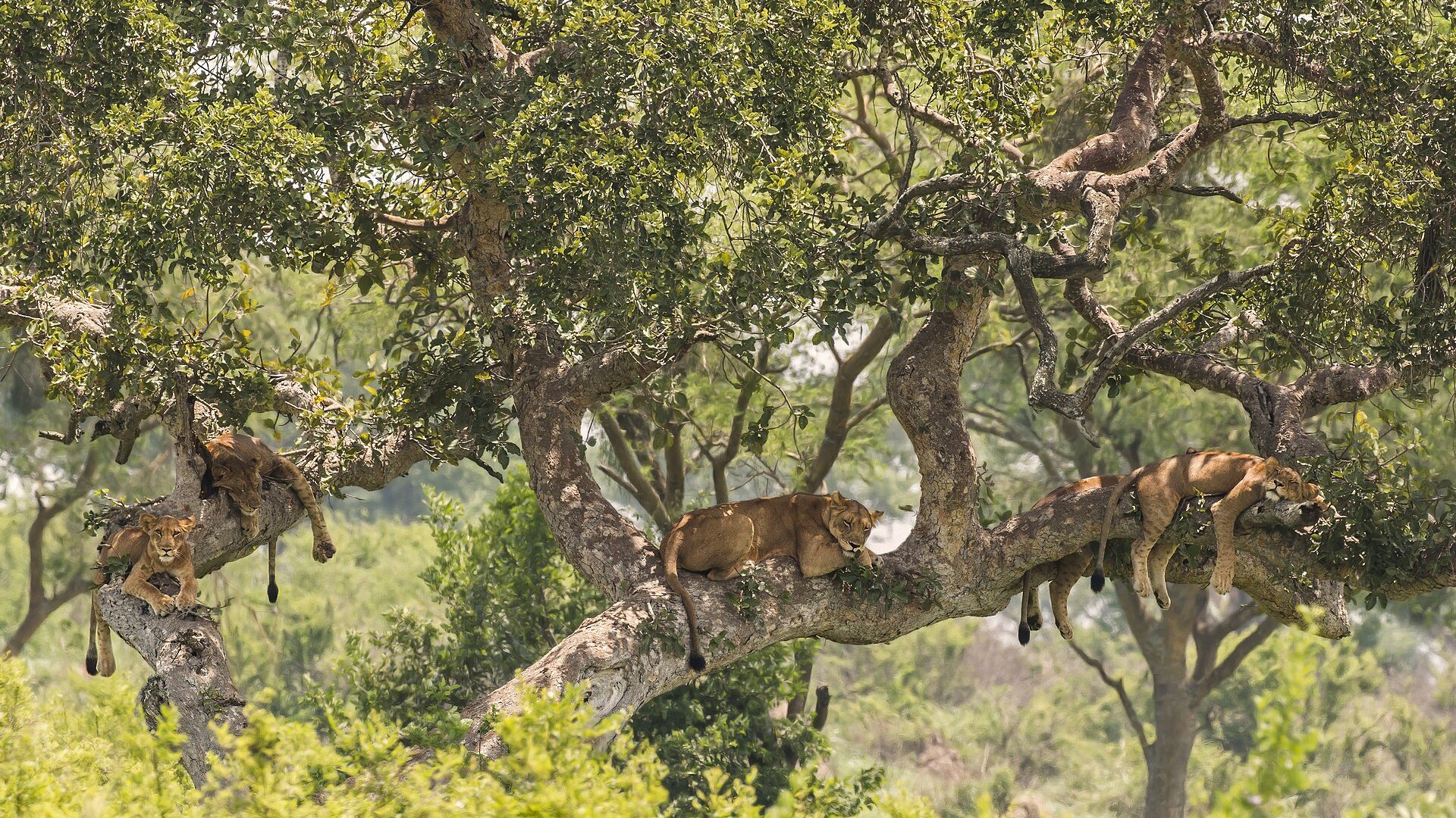 How to Plan a Uganda Safari Step by Step — Uganda safari guide