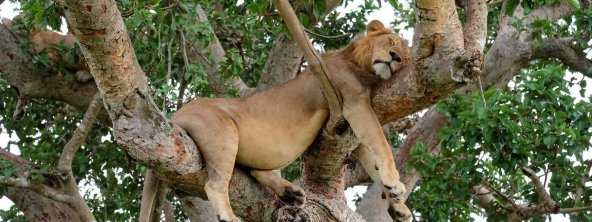 ishasha_tree_climbing_lions_