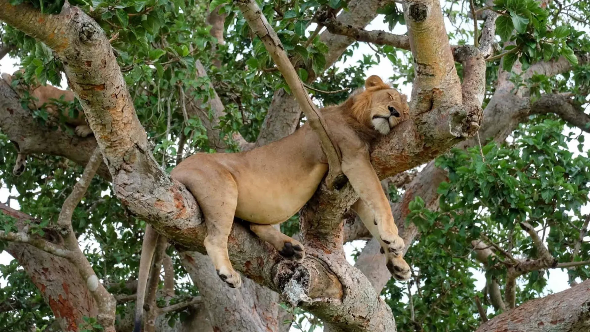 ishasha_tree_climbing_lions_