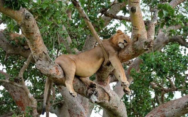 ishasha_tree_climbing_lions_