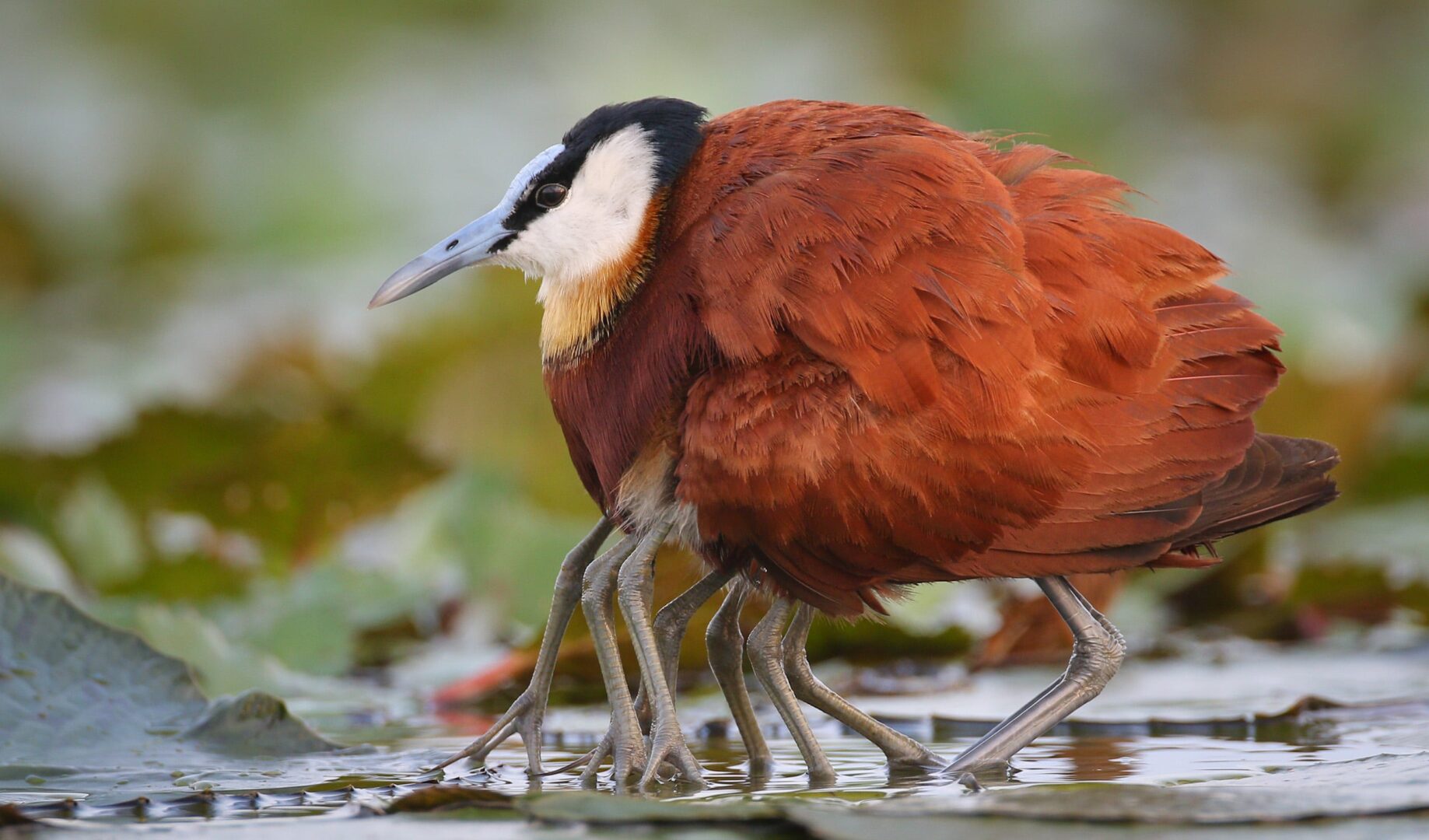 jacana