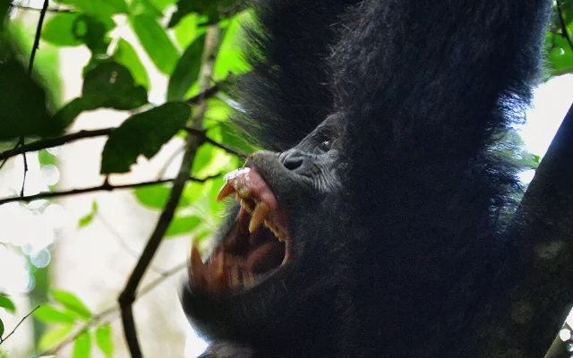 Kibale vs Budongo vs Kyambura for Chimp Trekking — Uganda safari guide