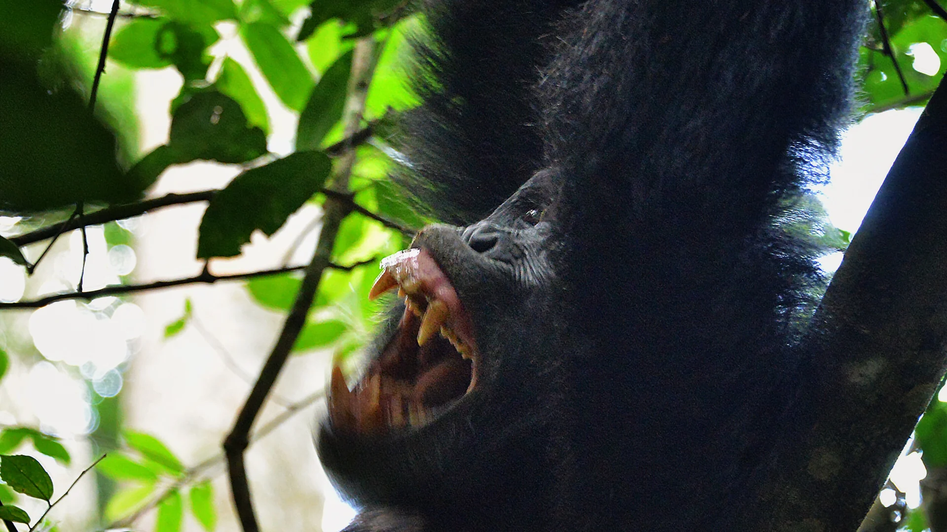 Kibale vs Budongo vs Kyambura for Chimp Trekking — Uganda safari guide