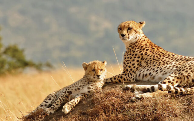 14 Day Ultimate Uganda Safari
