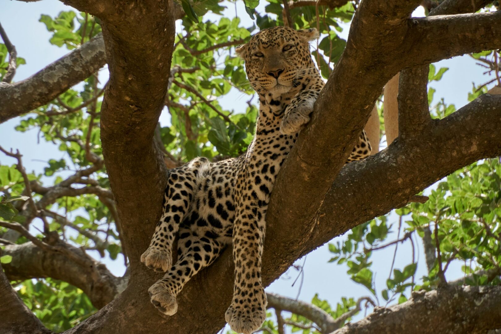 leopard in murchison falls