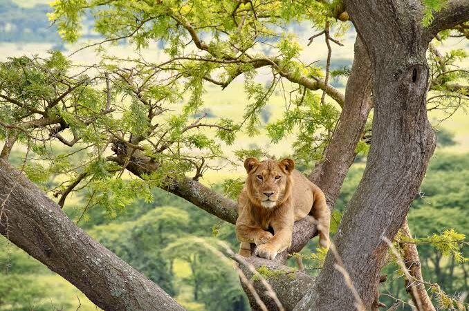 lion