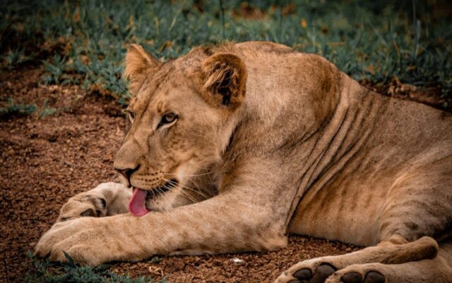 Lion Research in Murchison Falls National Park