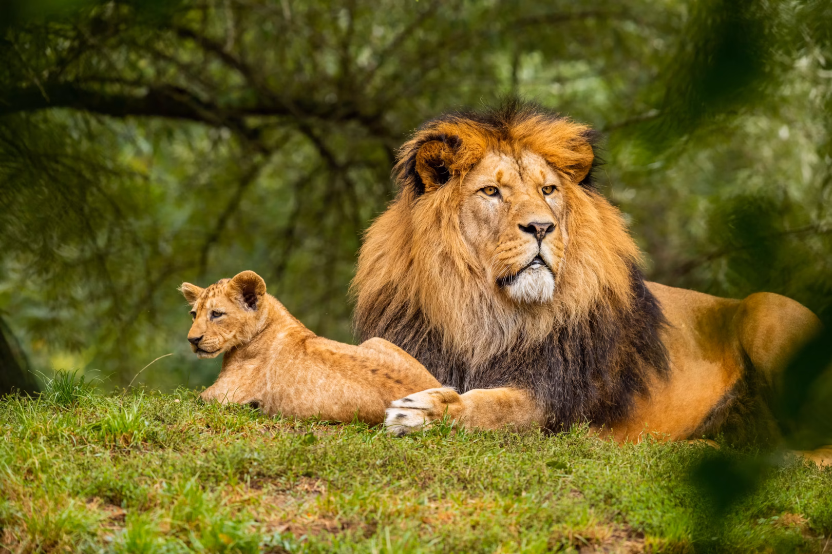 lion/ wild life