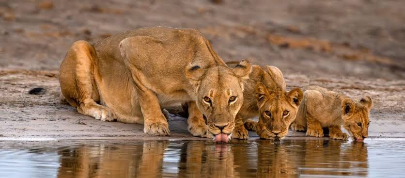 lions pride