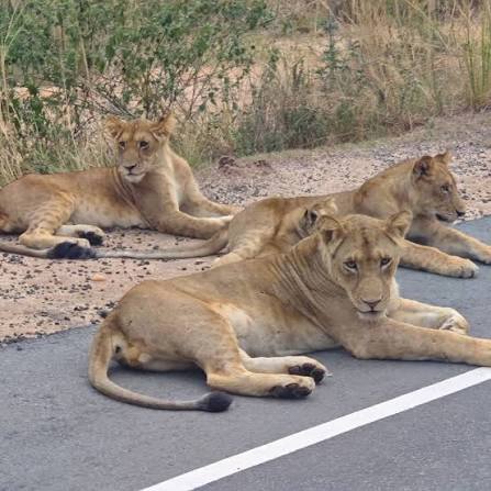 lions
