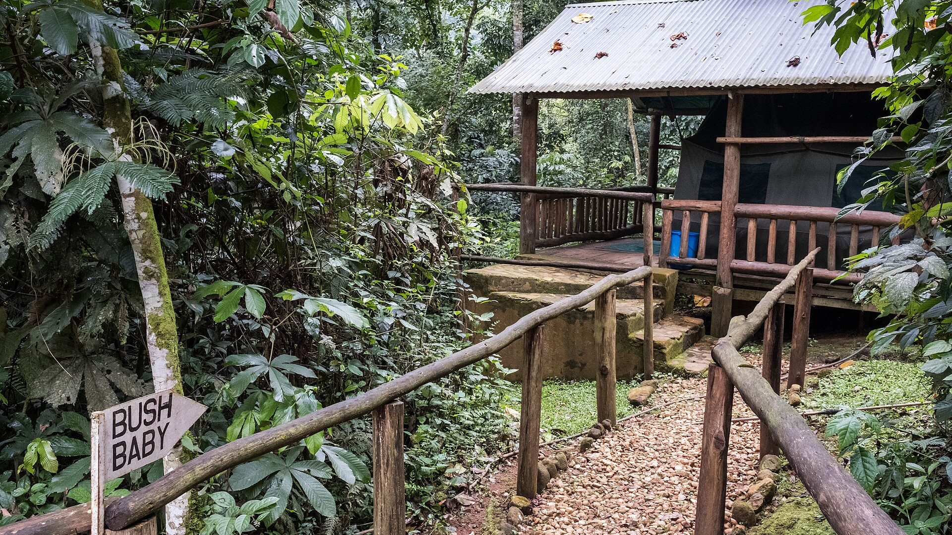 Luxury Gorilla Trekking Safaris — Uganda safari guide