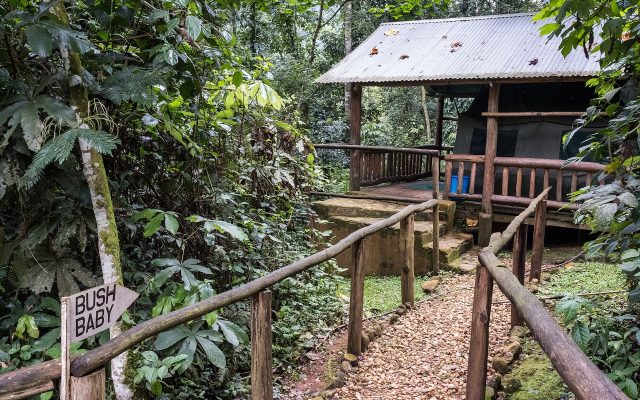 Luxury Gorilla Trekking Safaris — Uganda safari guide