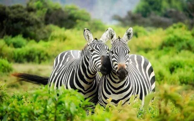 12 Day Complete Uganda Safari