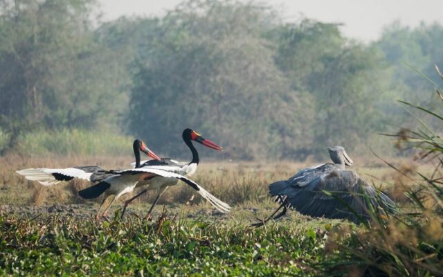 Birding by Boat in Murchison Falls National Park