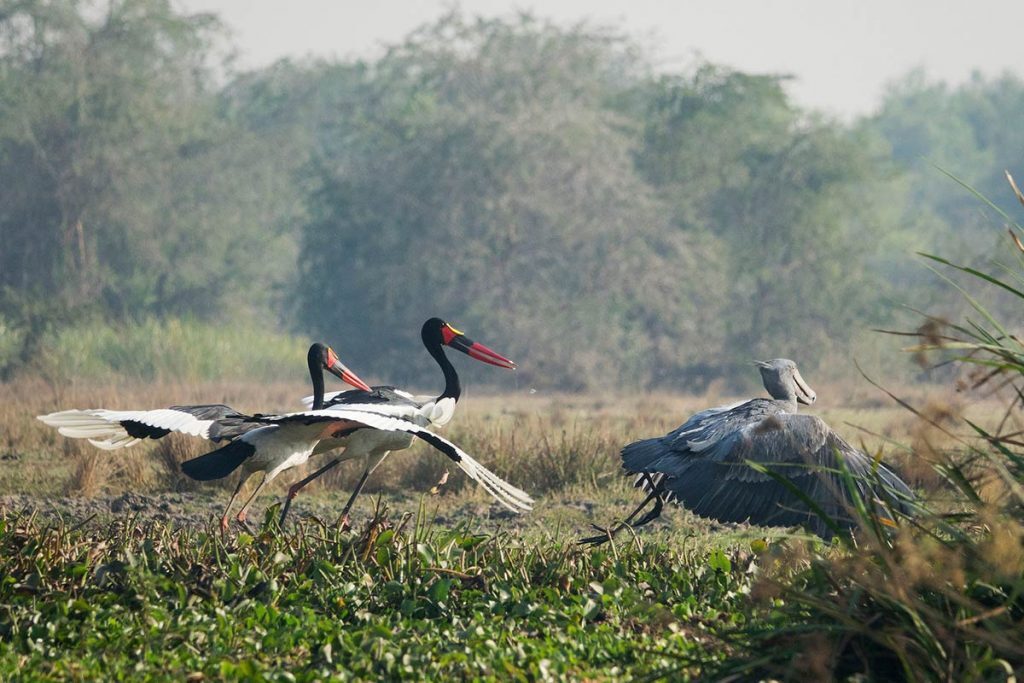 Birding by Boat in Murchison Falls National Park