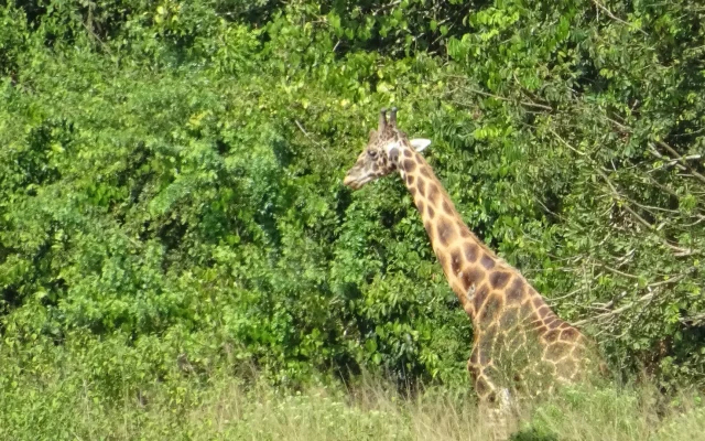 Murchison falls national park game drive