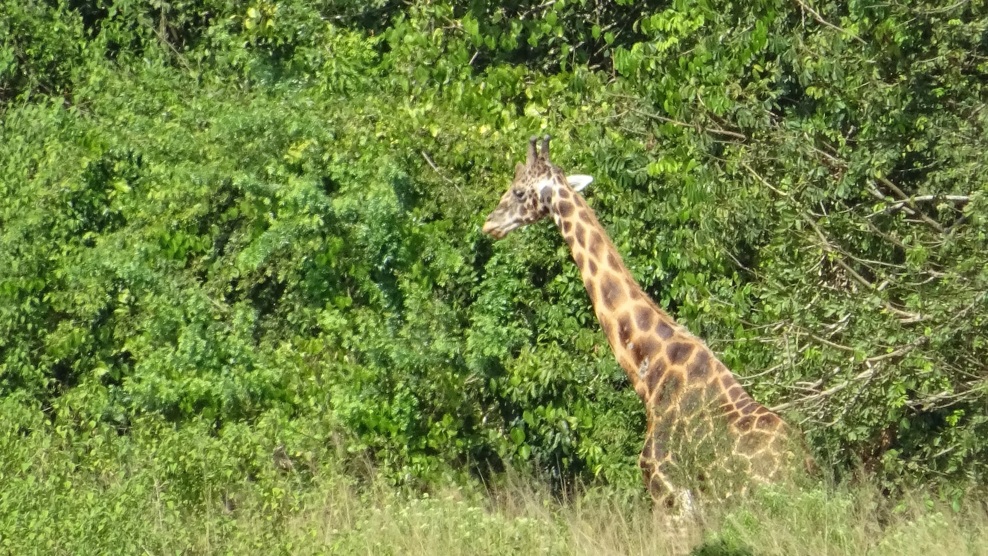 Murchison falls national park game drive — Uganda safari travel guide
