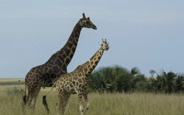 Murchison falls national park giraffe