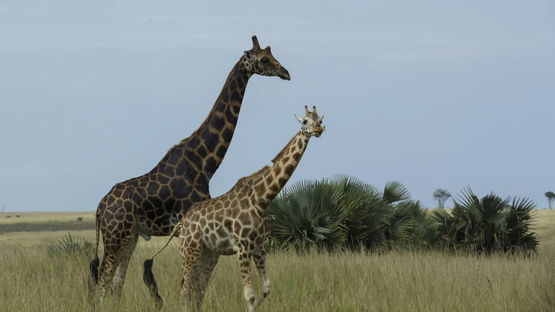 Murchison falls national park giraffe — Uganda safari travel guide