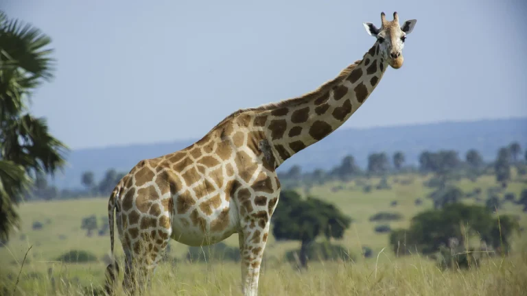 Murchison Giraffe Camp