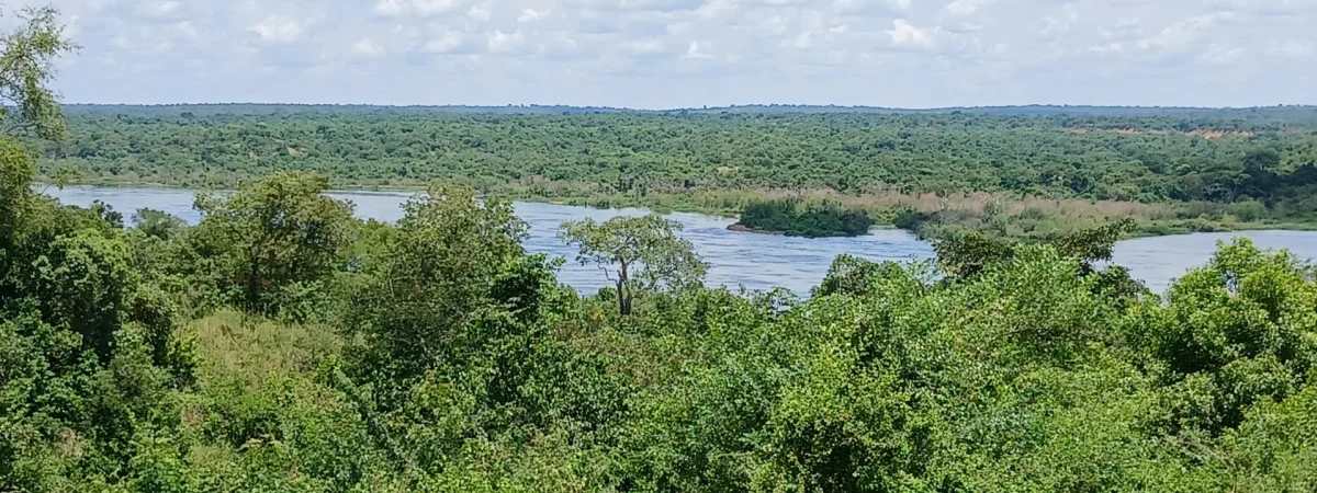Nile Delta Cruise: The Best Place to See Shoebills in Uganda — Uganda safari guide